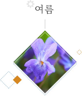 창포물에 머리감기